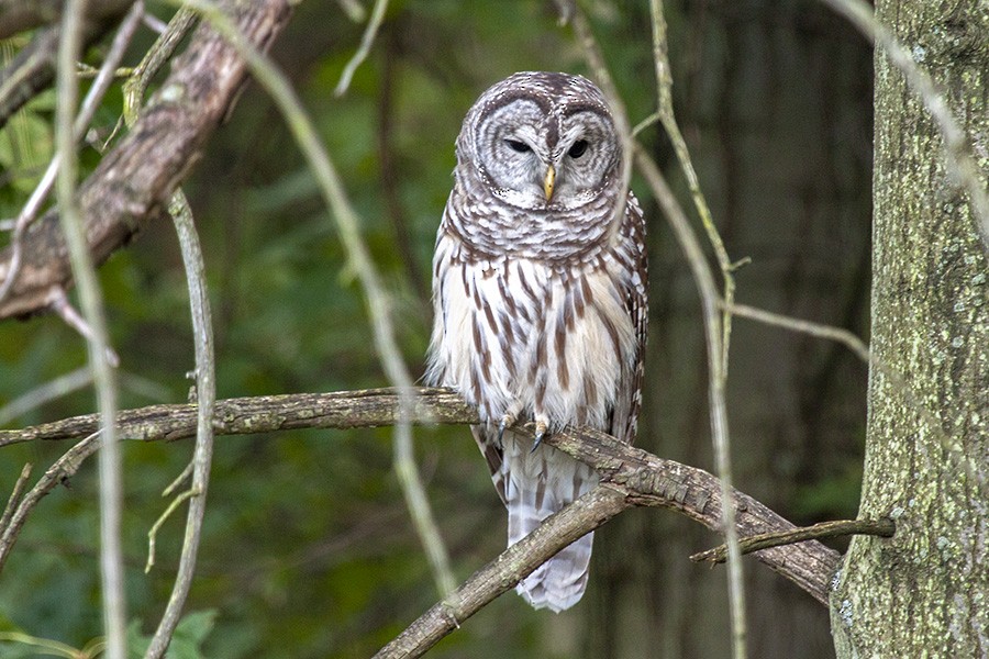 Barred Owl - Roaming Owls🦉🦉