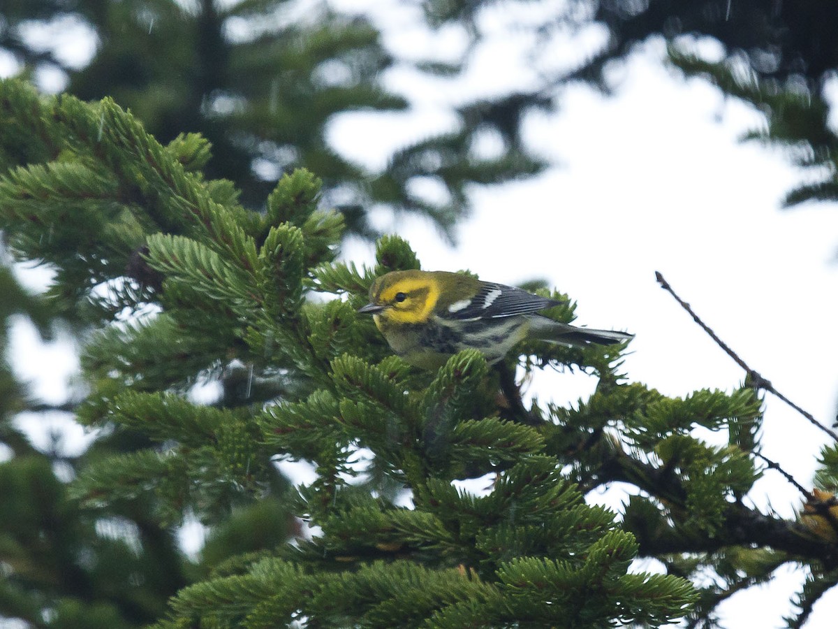 Black-throated Green Warbler - ML345626831