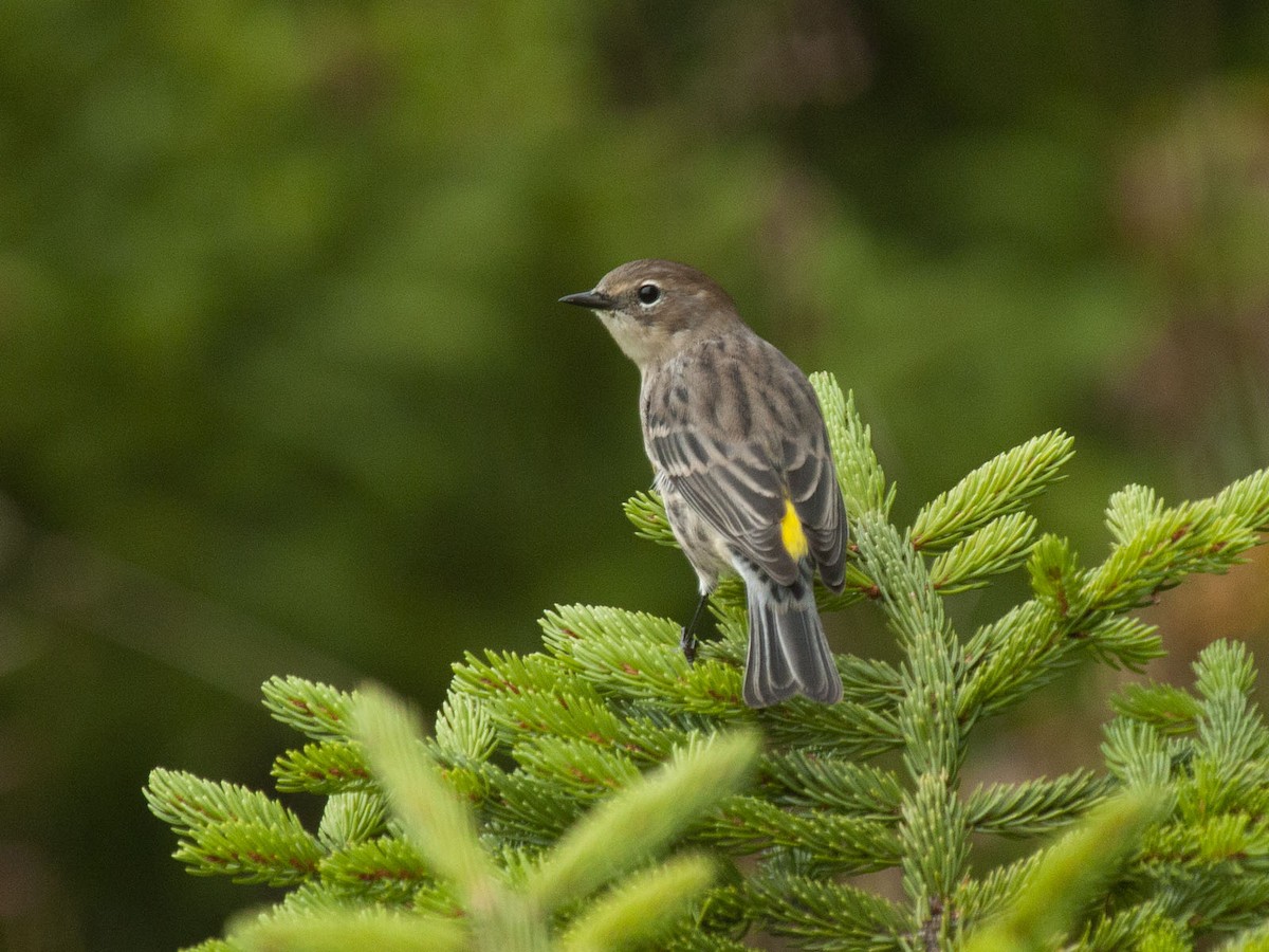 Yellow-rumped Warbler - ML345626951