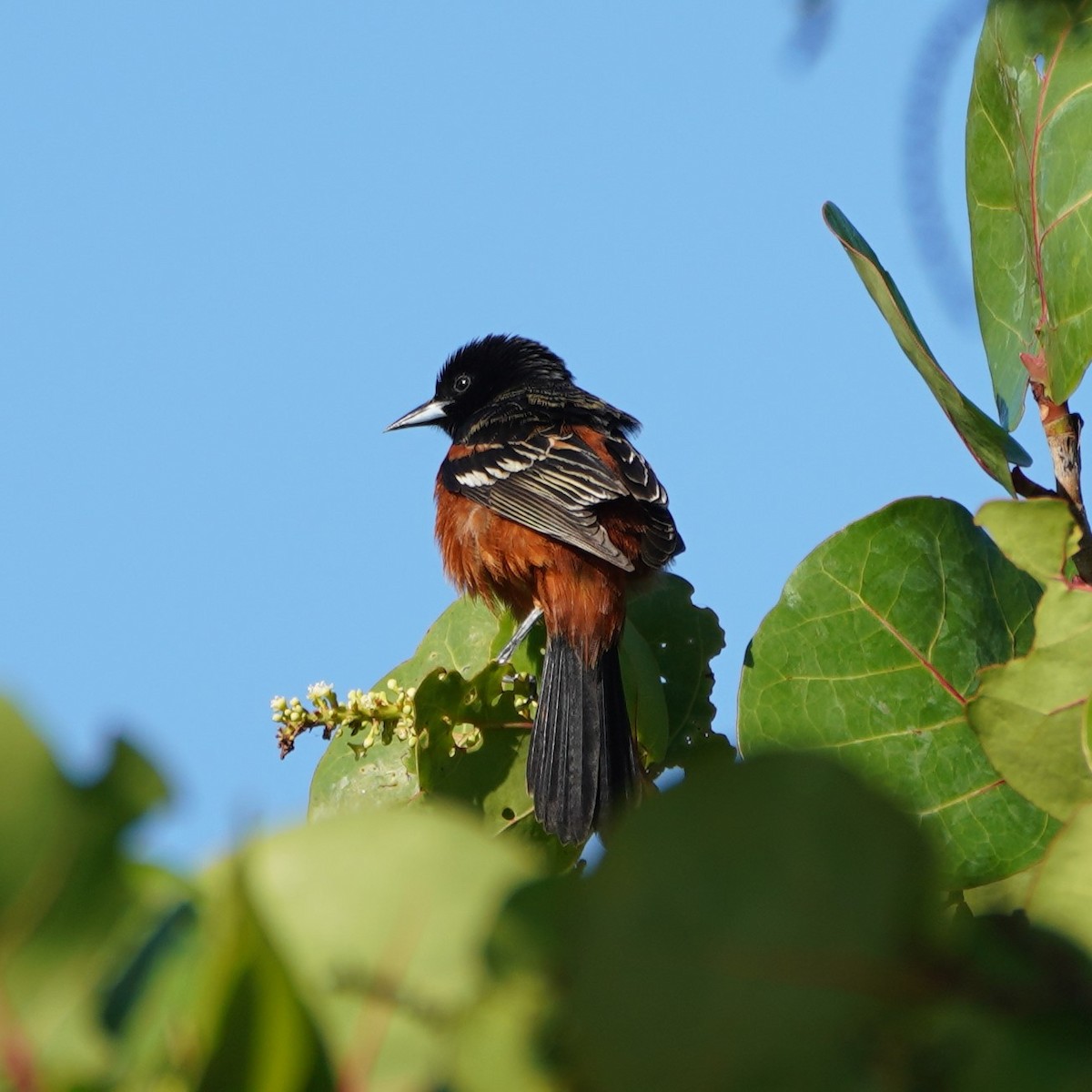 Orchard Oriole - ML345627501