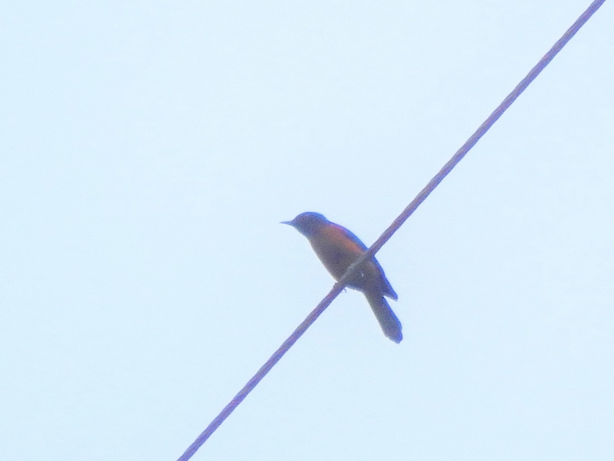 Chestnut-bellied Rock-Thrush - ML345628241