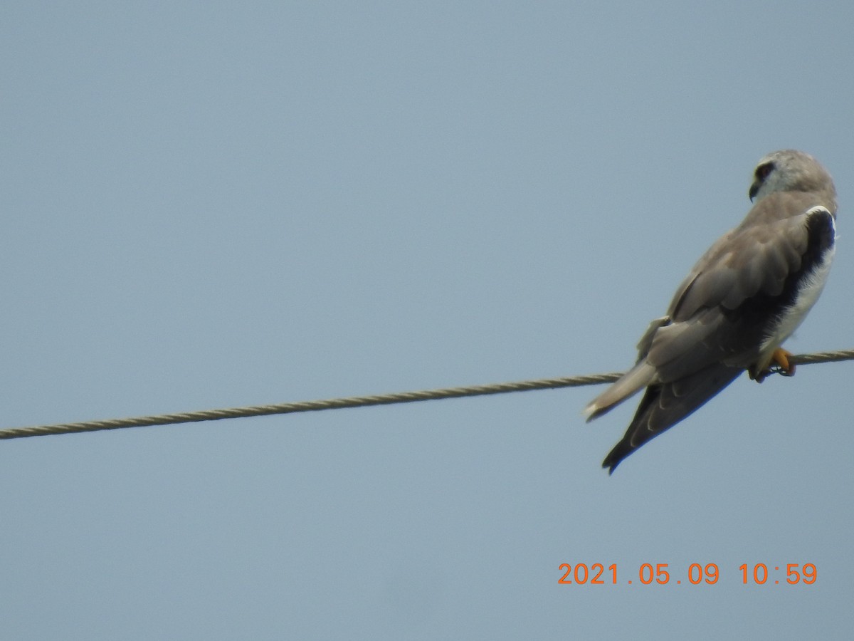 Black-winged Kite - ML345630241