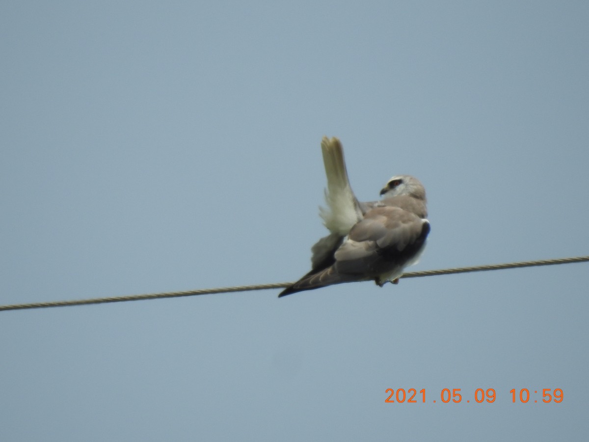 Black-winged Kite - ML345630271