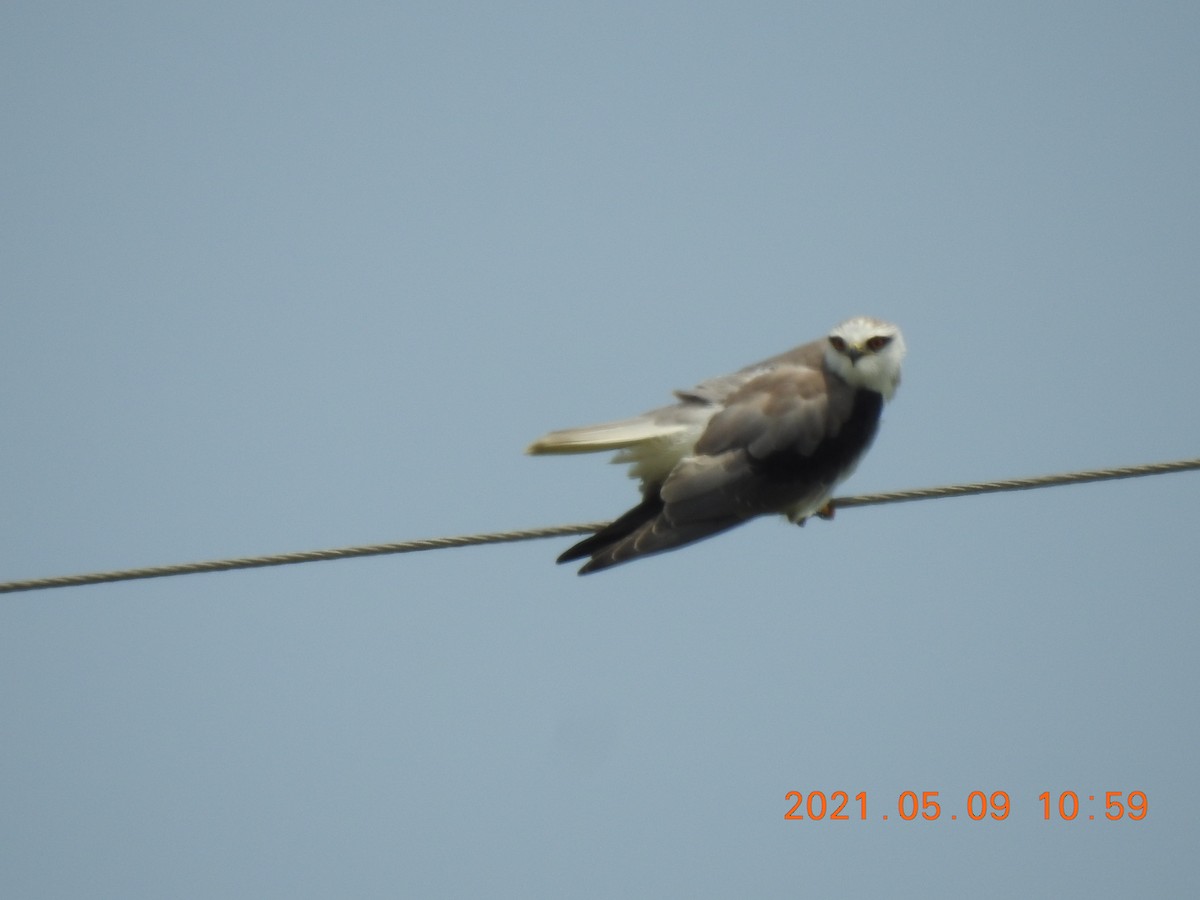 Black-winged Kite - ML345630281