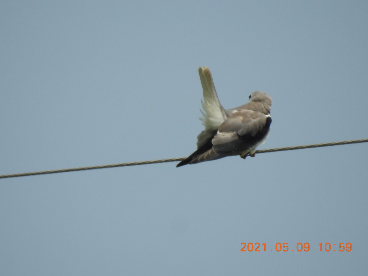 Black-winged Kite - ML345630291