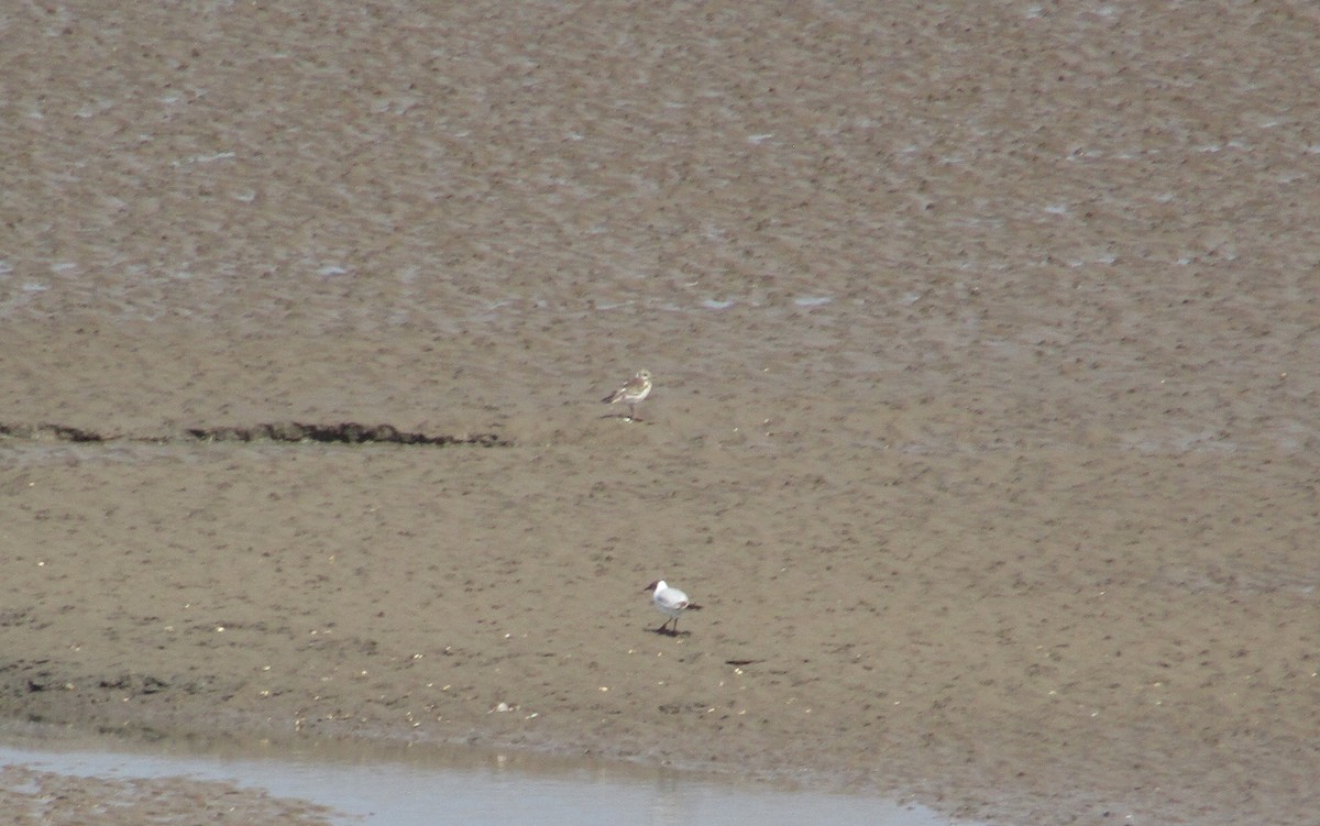 Black-headed Gull - ML345630371