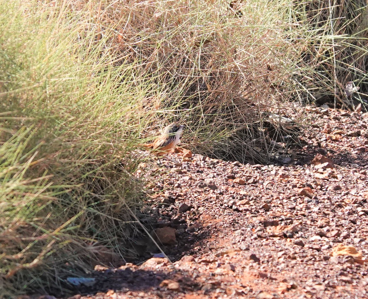 Carpentarian Grasswren - ML345631031