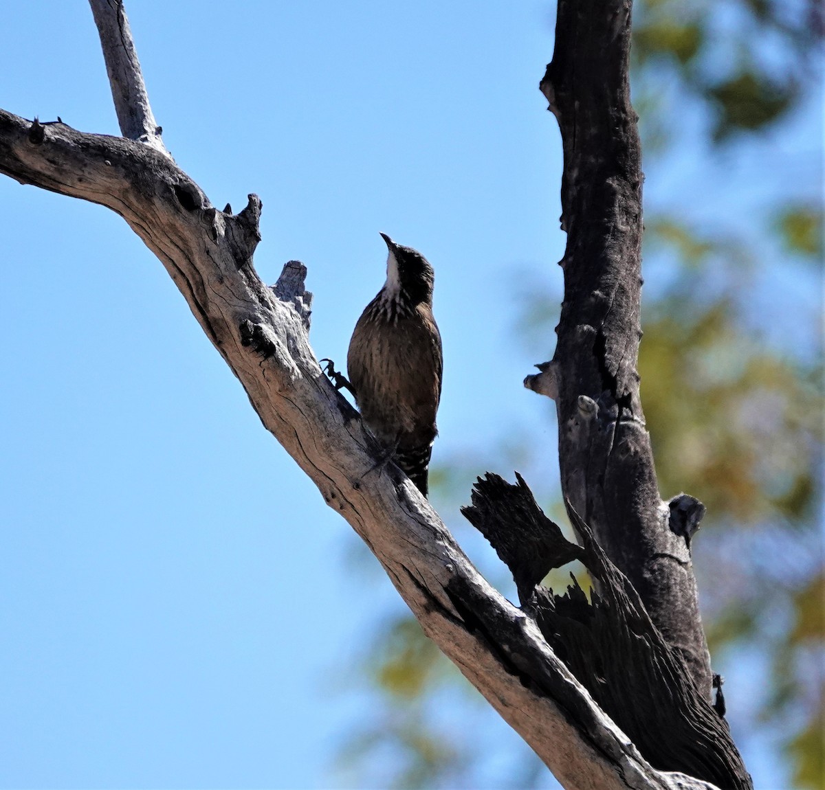 Black-tailed Treecreeper - ML345631121