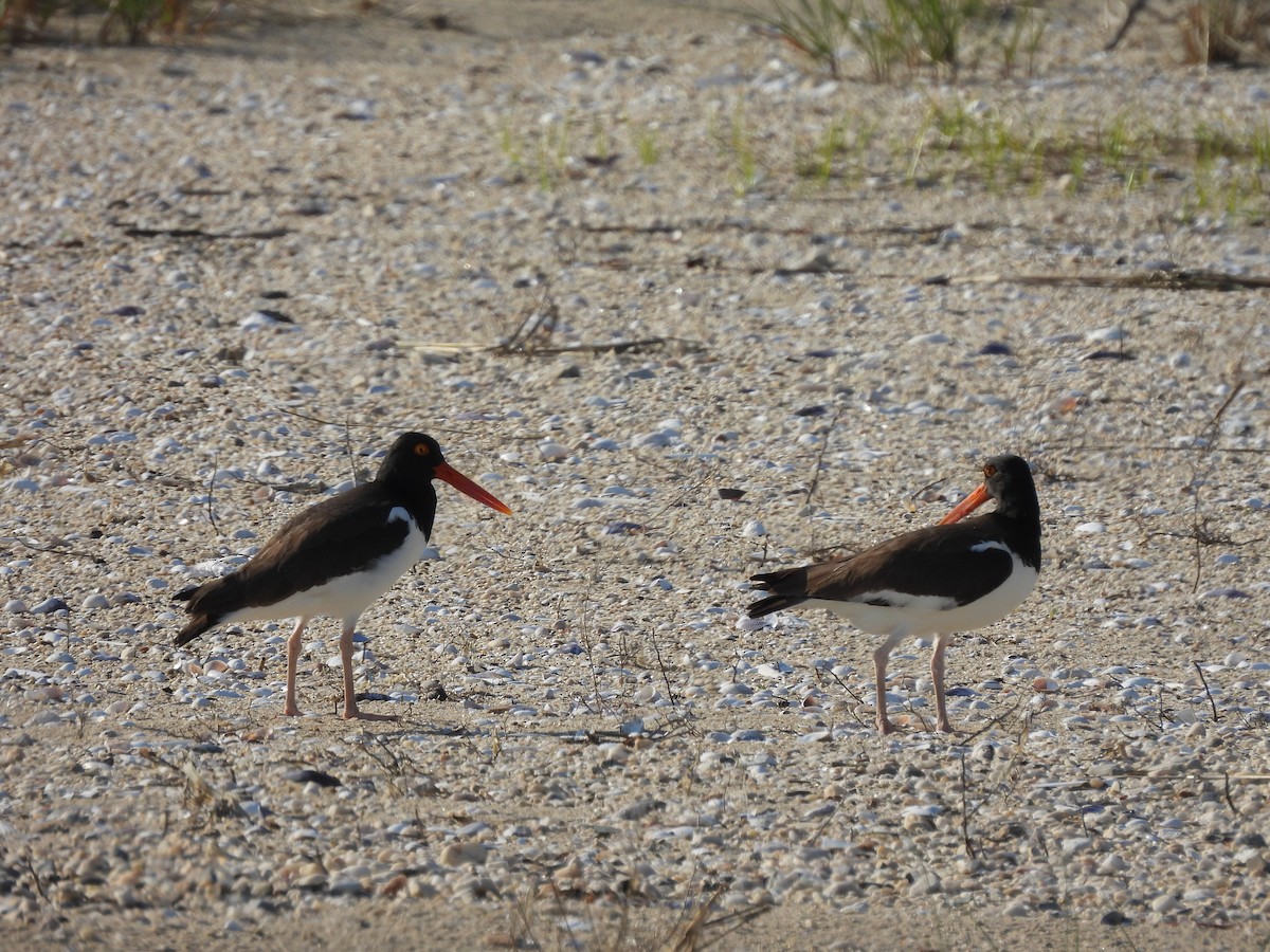 American Oystercatcher - ML345634651