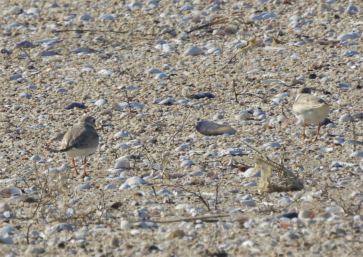 Piping Plover - ML345634821