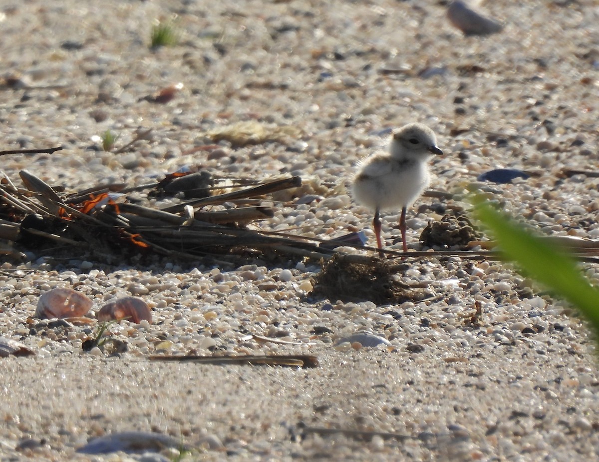 Piping Plover - ML345634831