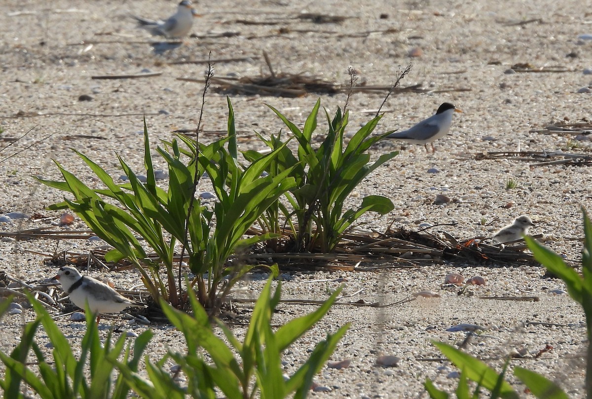 Piping Plover - ML345634841
