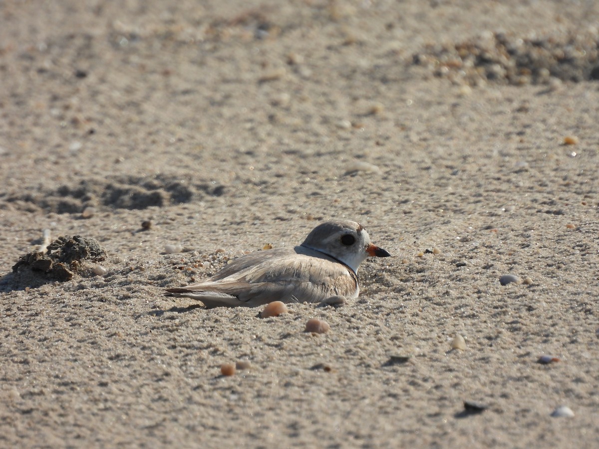 Piping Plover - ML345634851