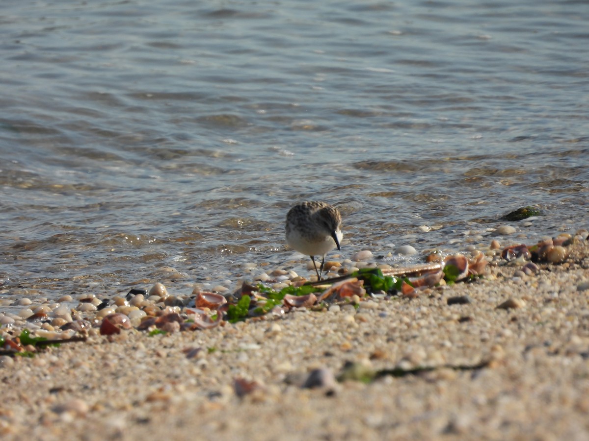 Semipalmated Sandpiper - ML345634941