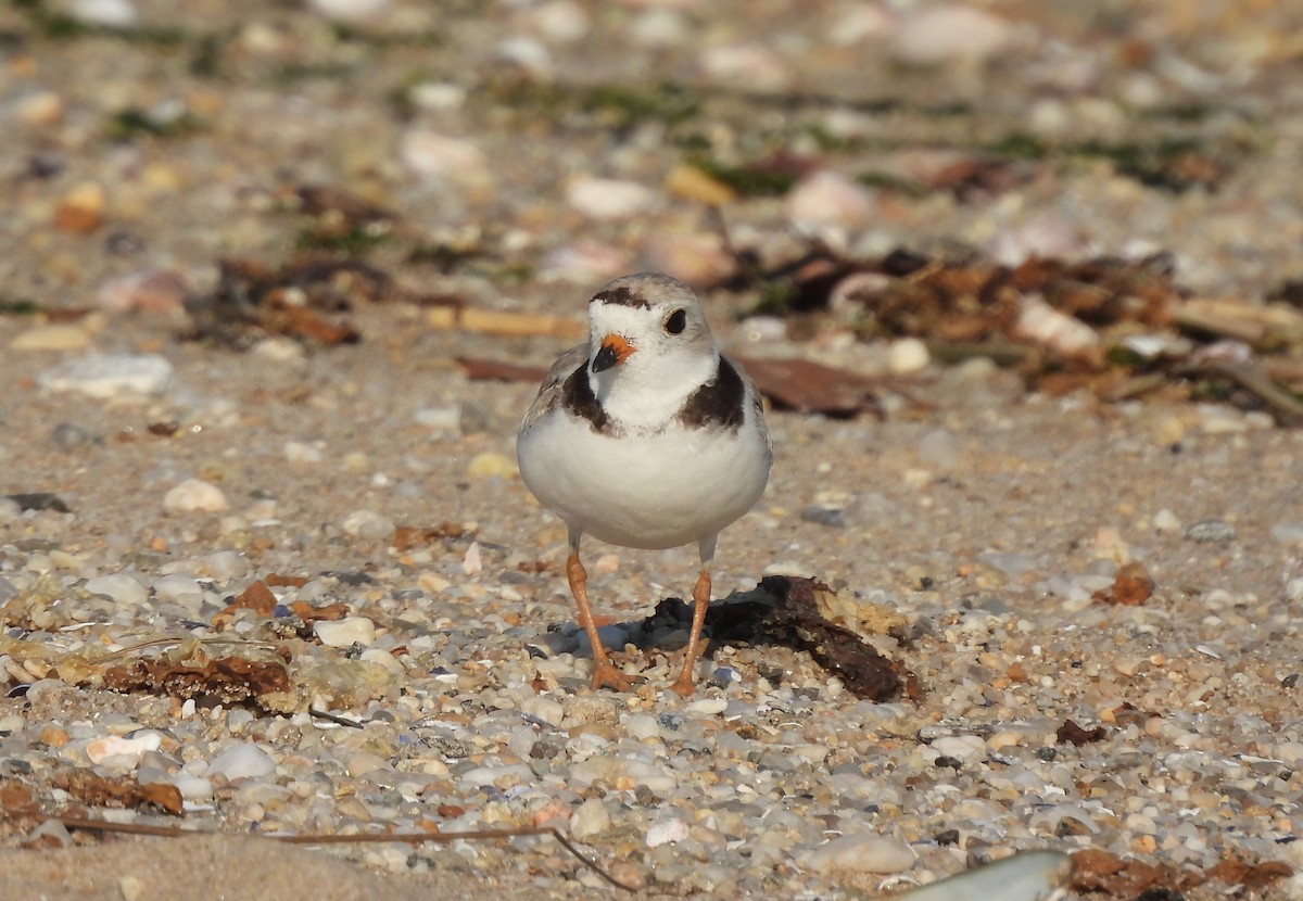 Piping Plover - ML345634981