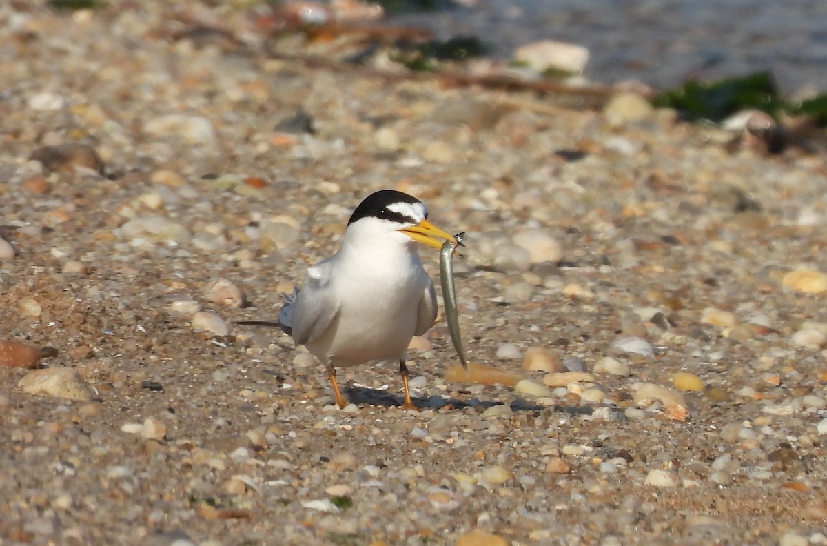 Least Tern - ML345635091