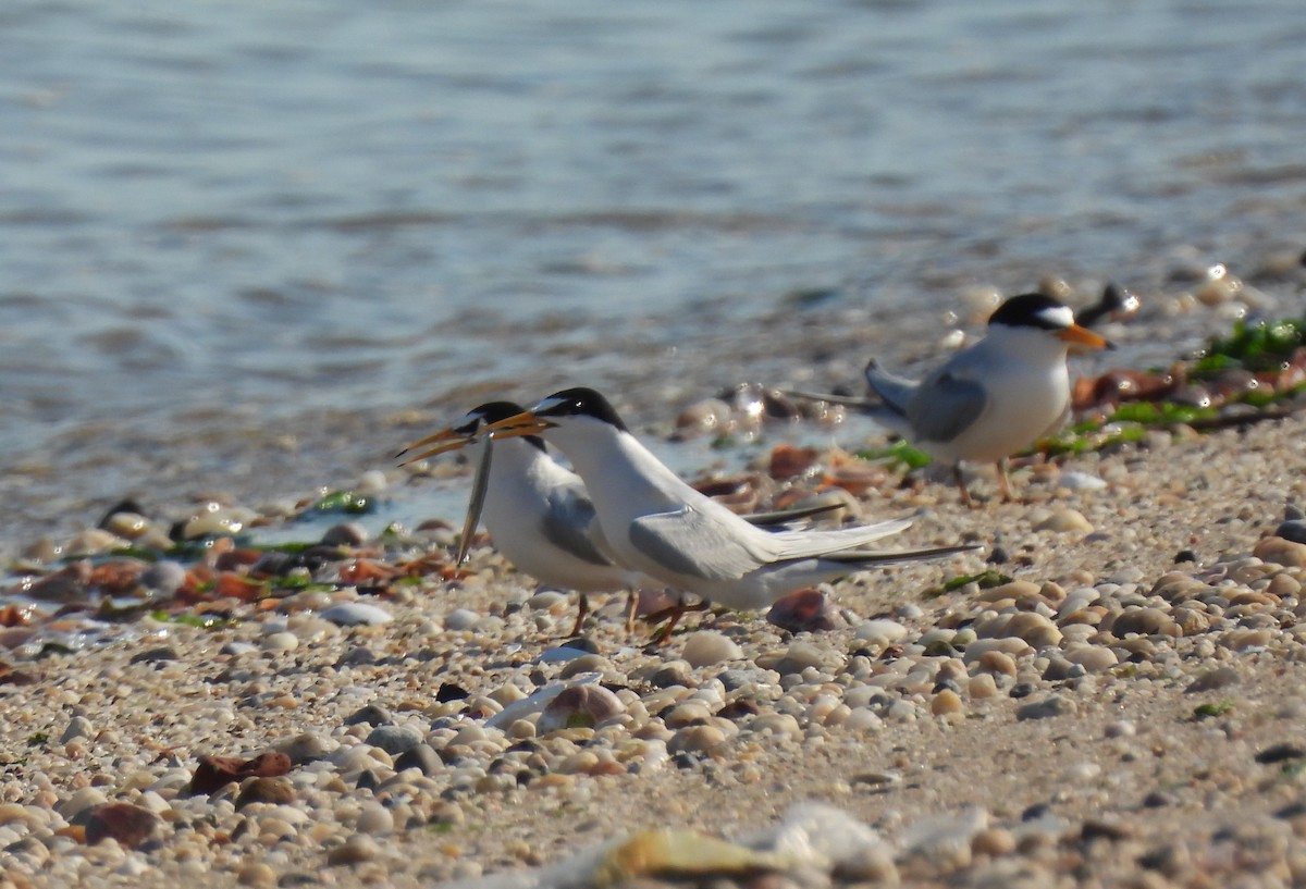 Least Tern - ML345635101