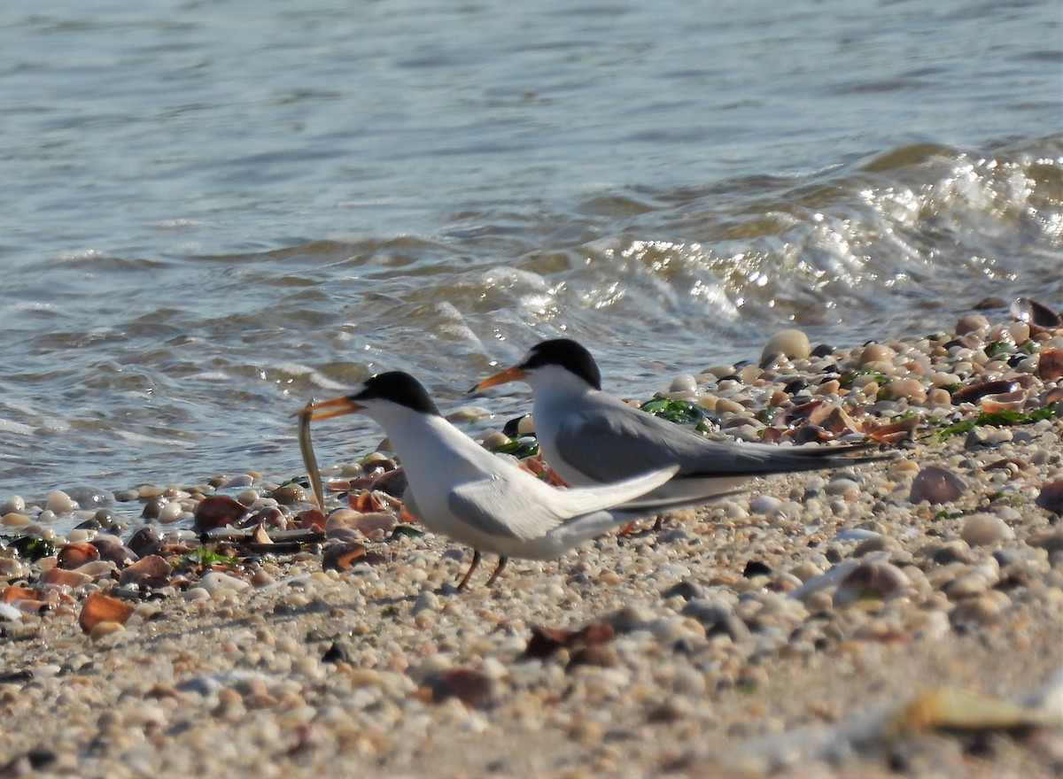 Least Tern - ML345635111