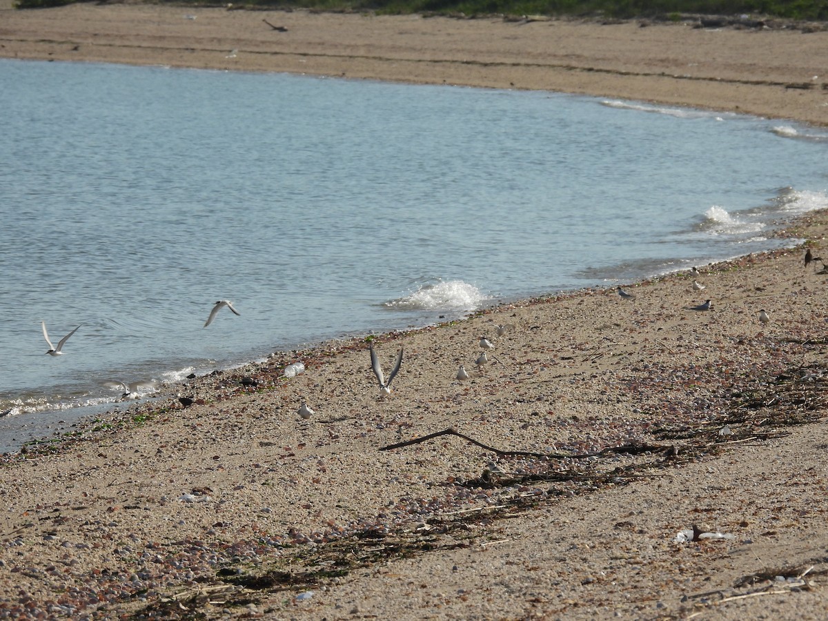 Least Tern - ML345635121