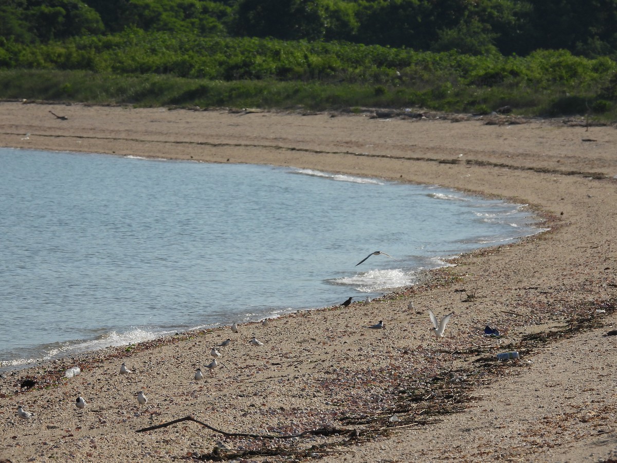 Least Tern - ML345635171