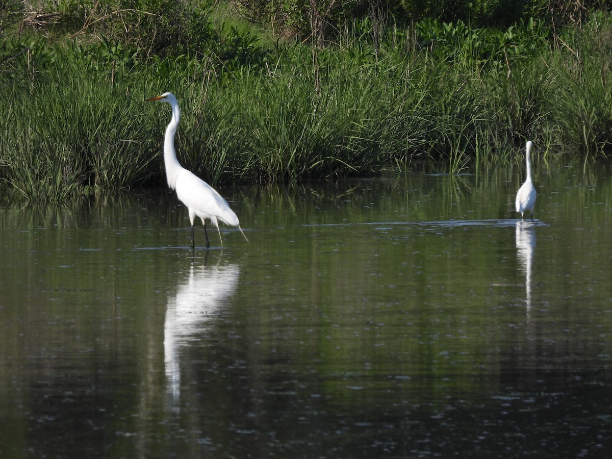 Great Egret - ML345635241