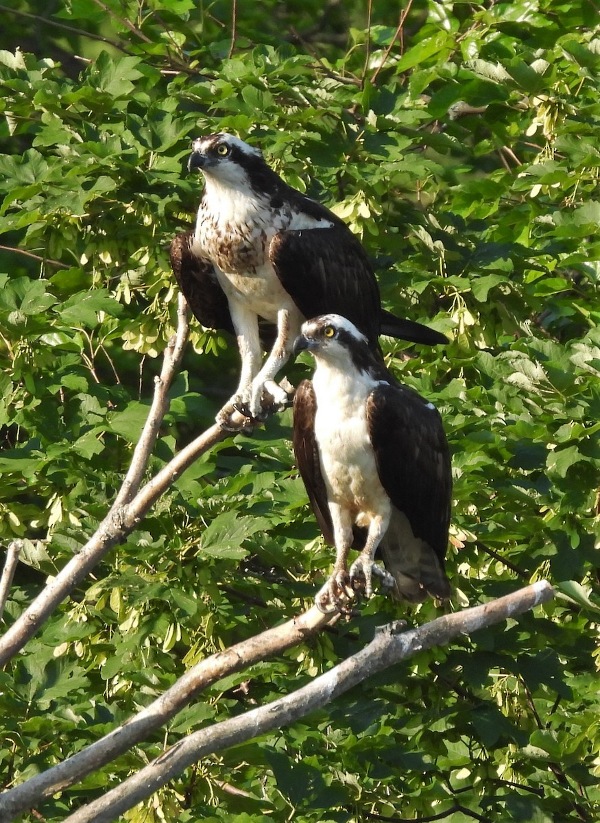 Águila Pescadora - ML345635431