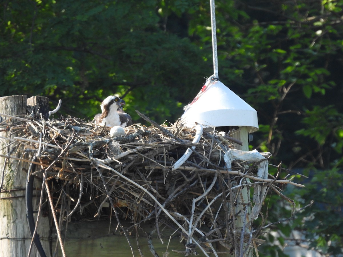 Osprey - ML345635451