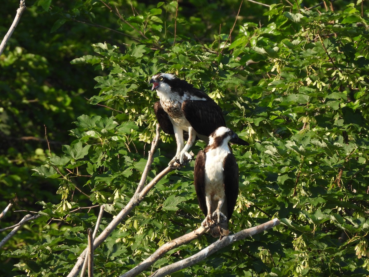 Águila Pescadora - ML345635461