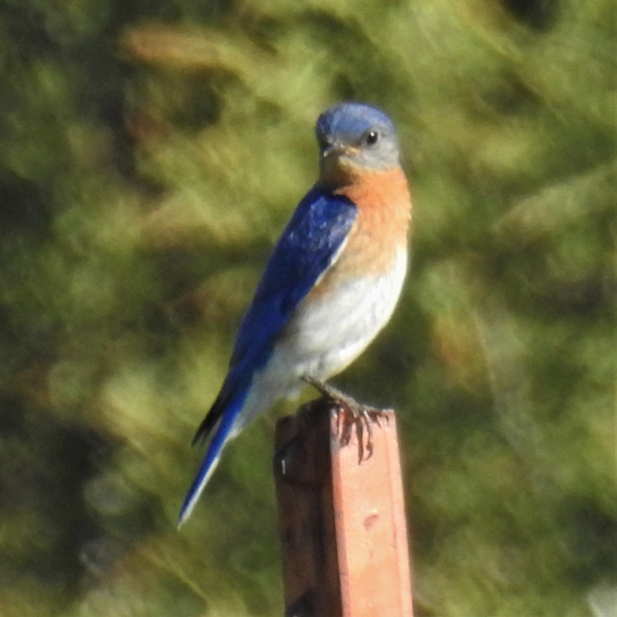 Eastern Bluebird - ML345635541