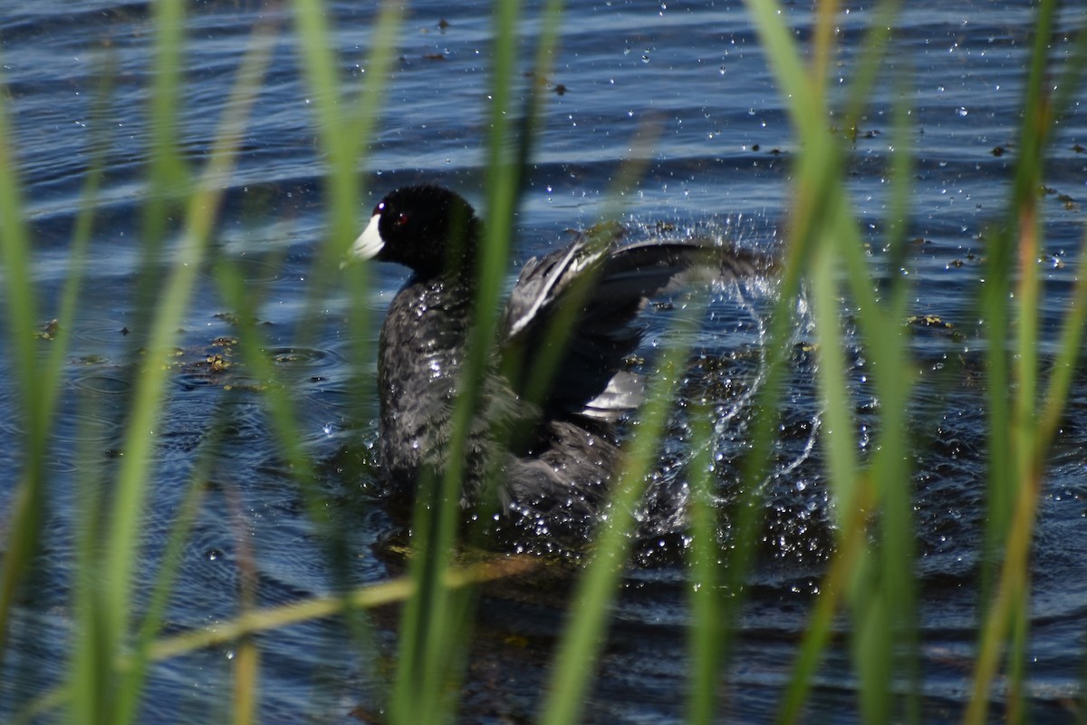 American Coot - ML345637431