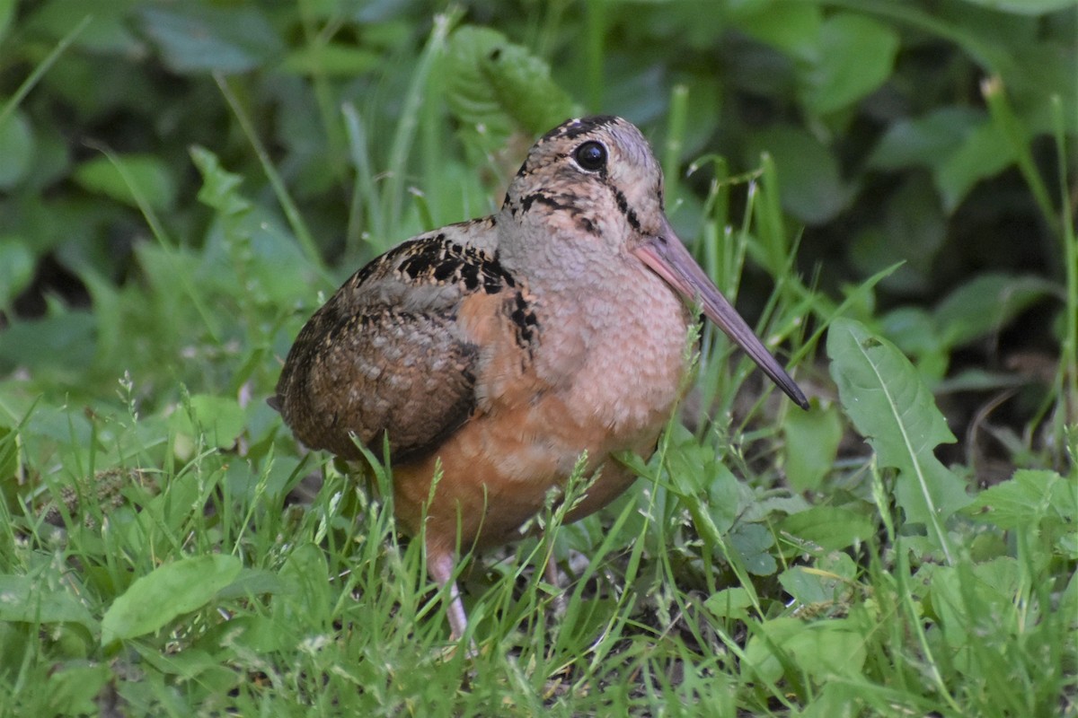 American Woodcock - ML345637881