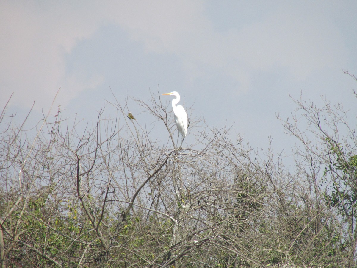 Great Egret - ML345640131