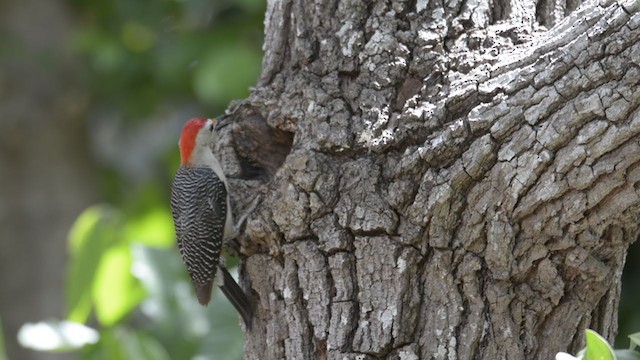 Golden-fronted Woodpecker (Velasquez's) - ML345640141