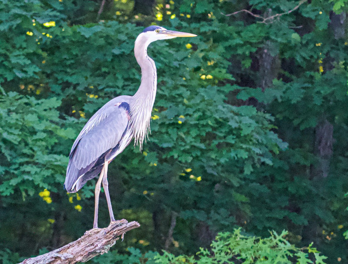 Great Blue Heron - ML345640201