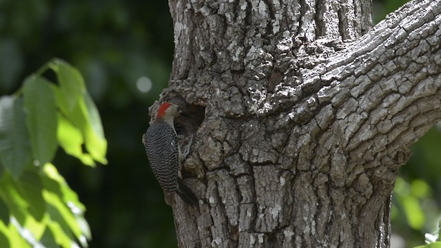 Golden-fronted Woodpecker (Velasquez's) - ML345640361