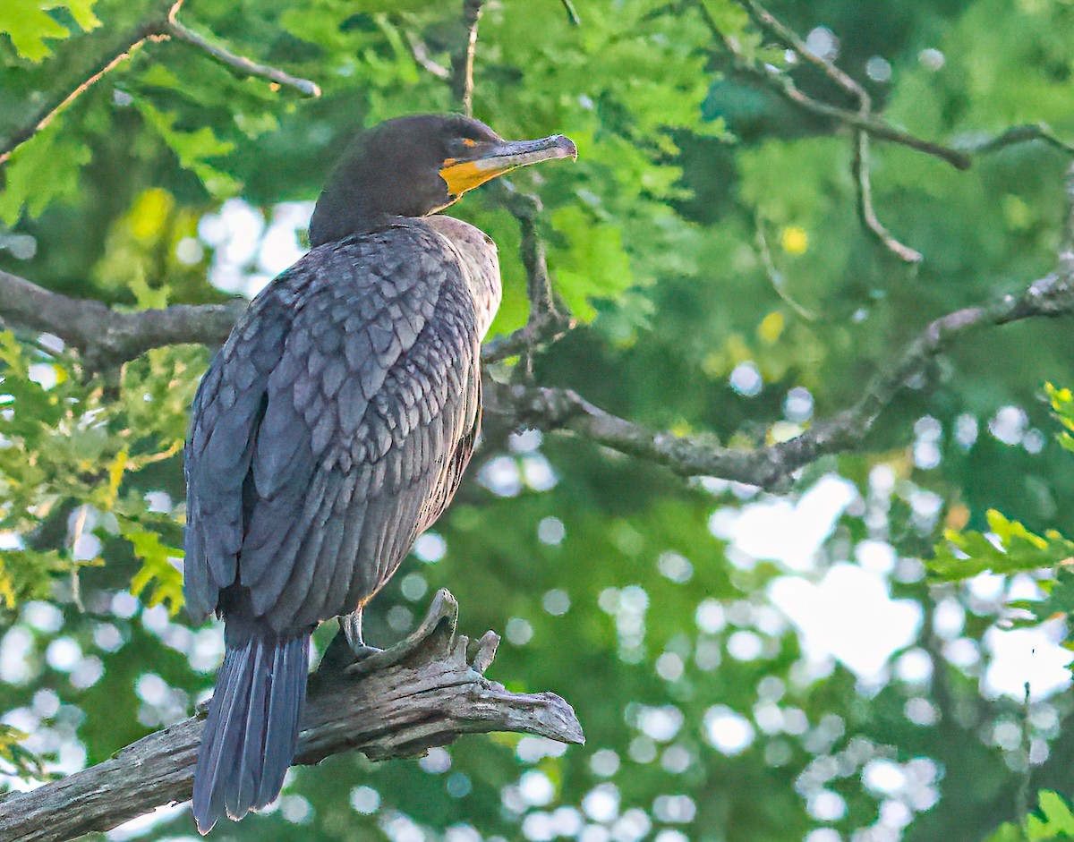 Cormoran à aigrettes - ML345640451