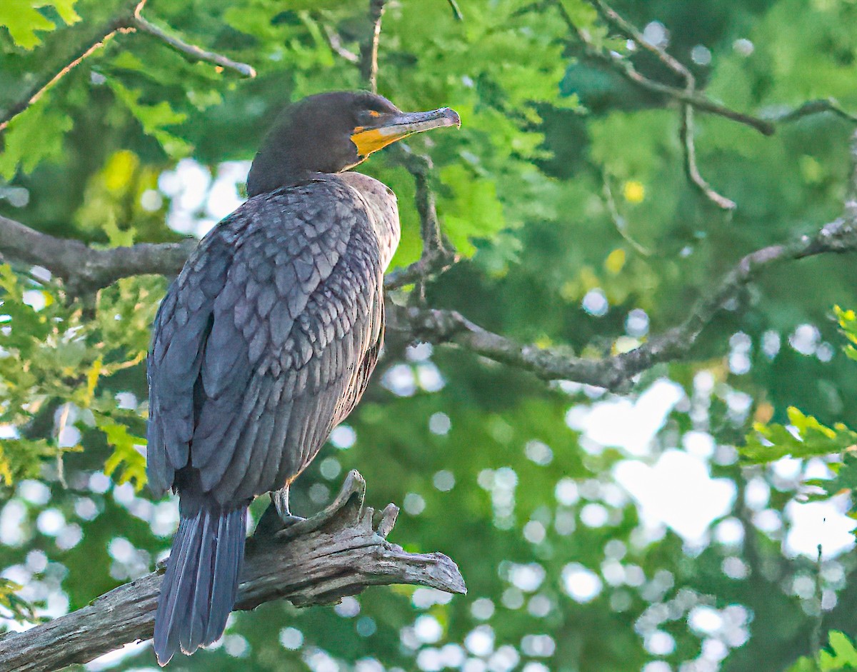 Double-crested Cormorant - ML345640451