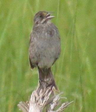 Seaside Sparrow - ML34564071