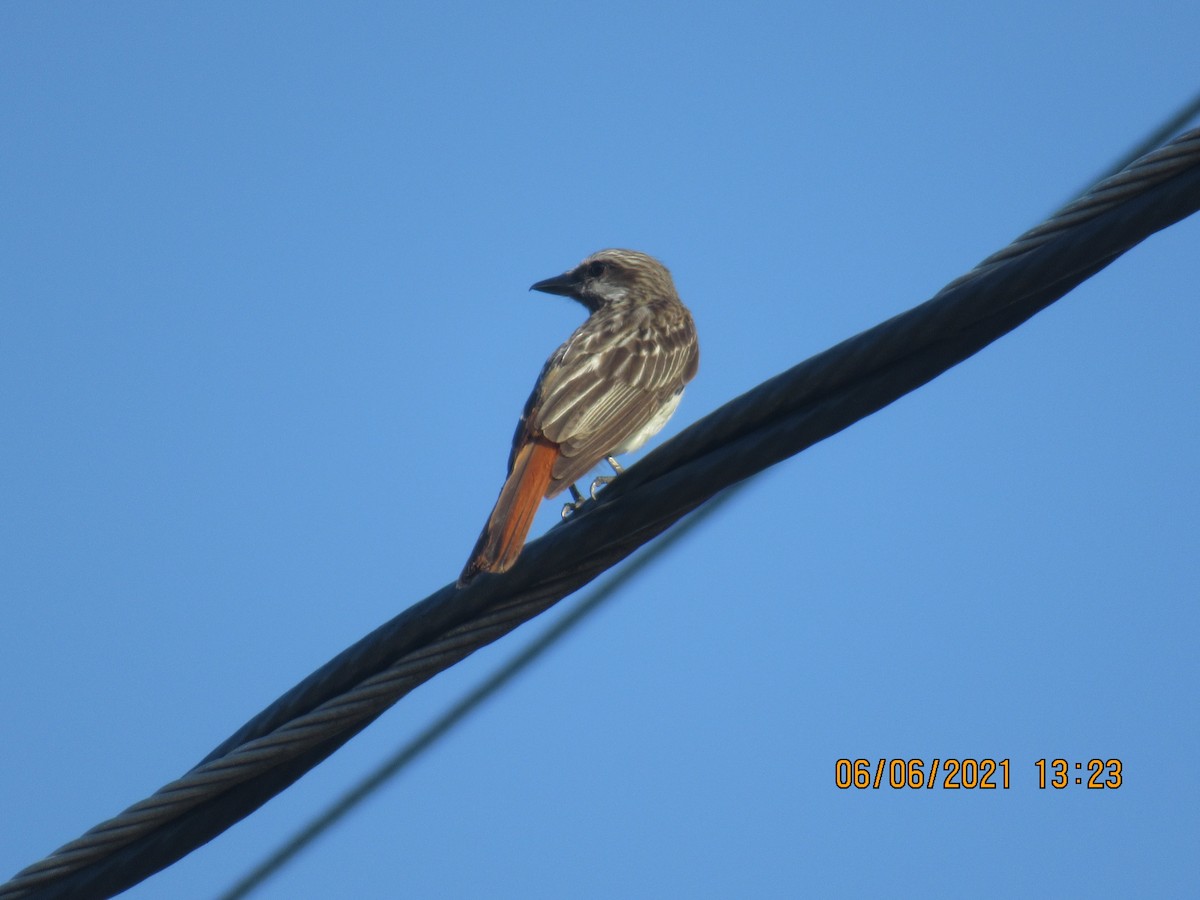 Streaked Flycatcher - ML345641251