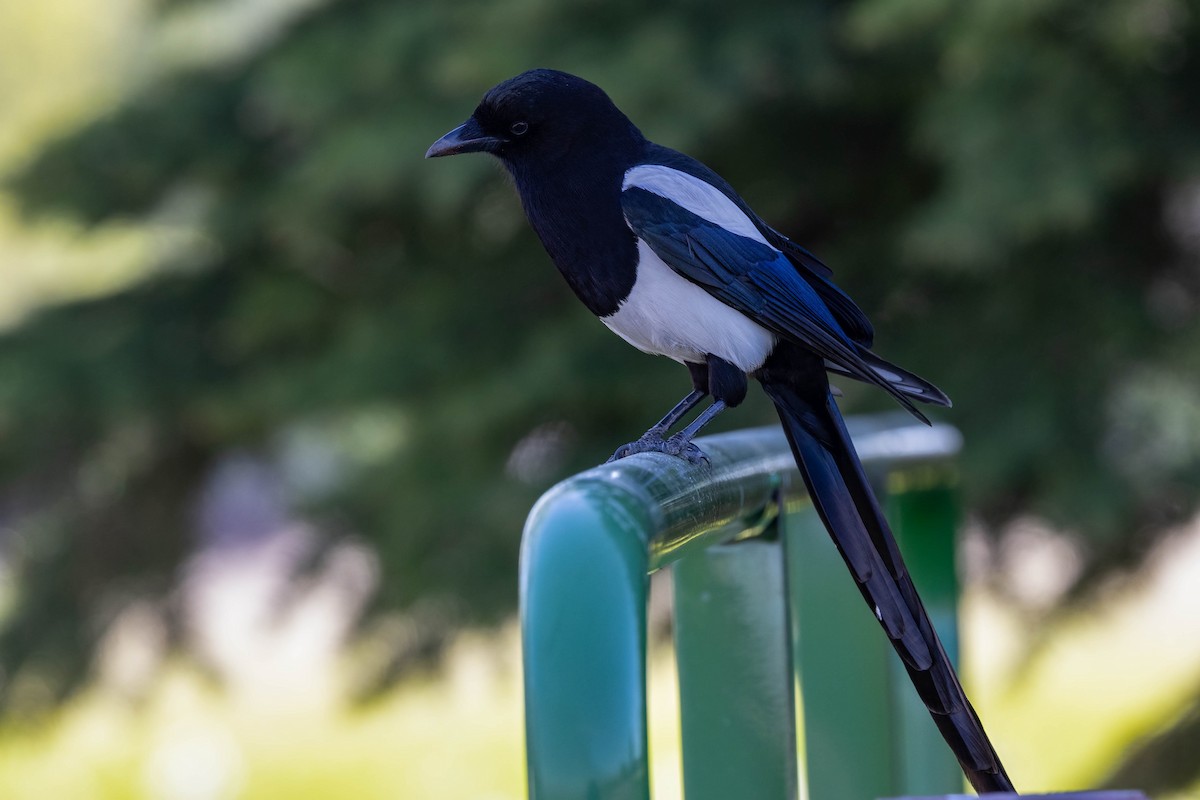 Black-billed Magpie - ML345644081