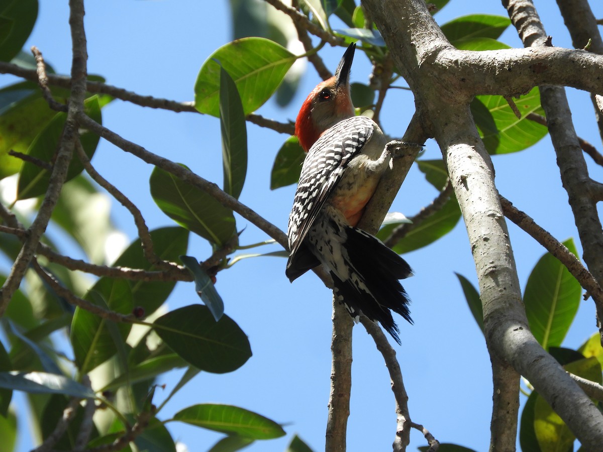 Red-bellied Woodpecker - ML345644481