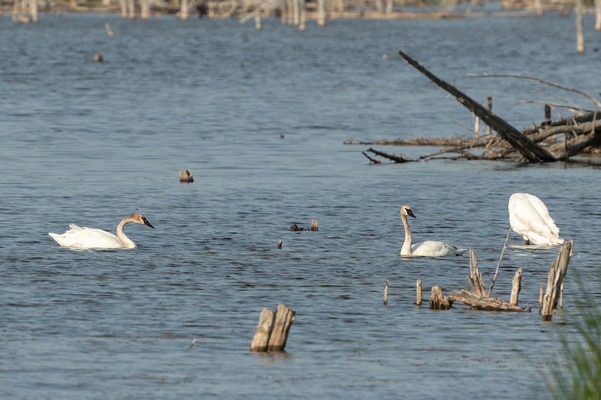 Trumpeter Swan - ML345645851