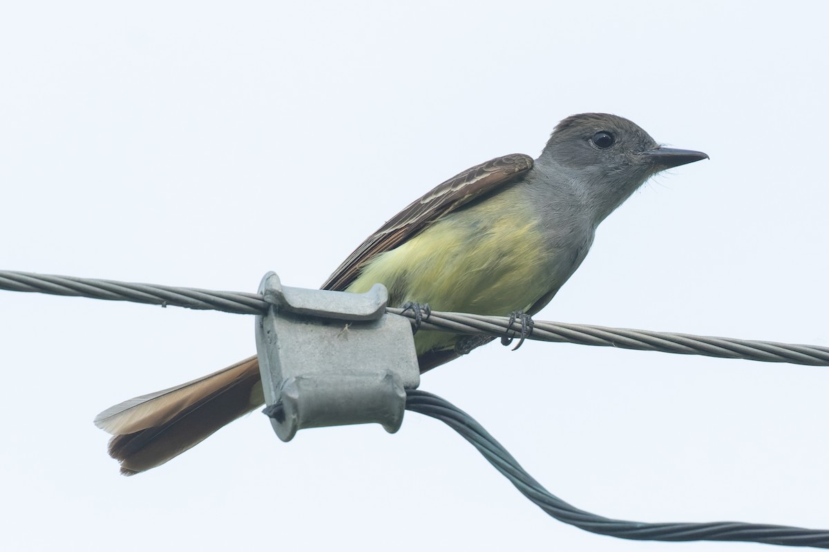 Great Crested Flycatcher - ML345645871