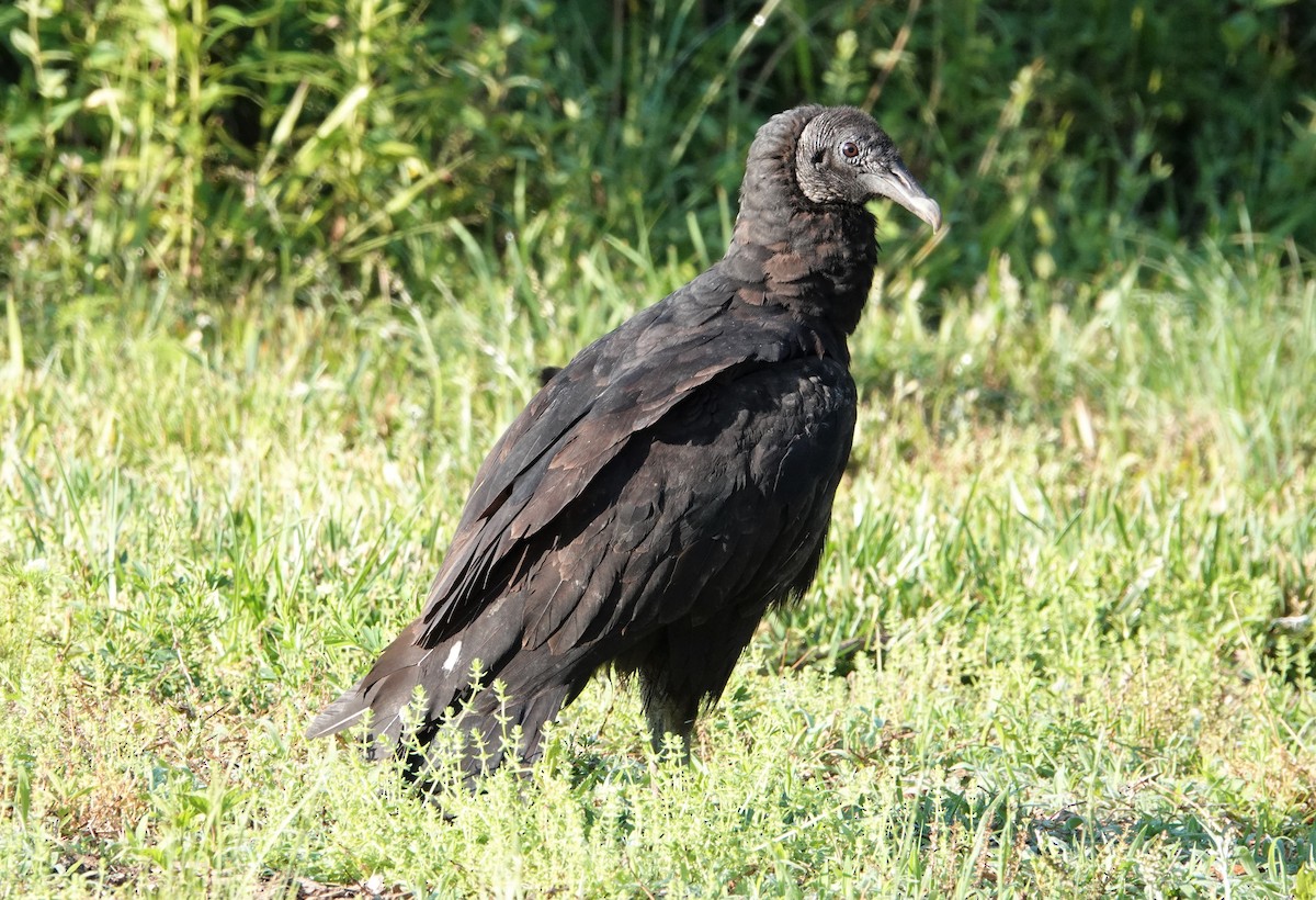 Black Vulture - ML345647891