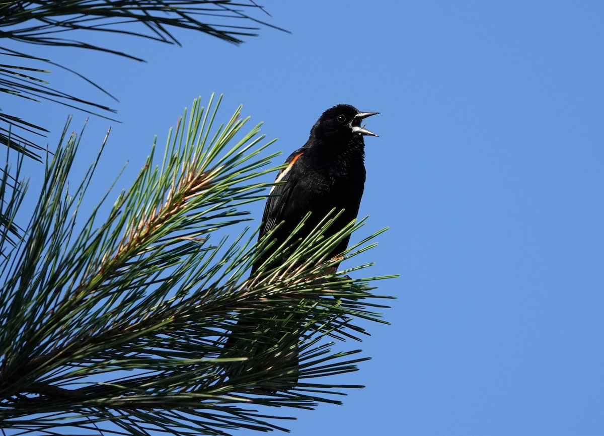 Red-winged Blackbird - ML345648161
