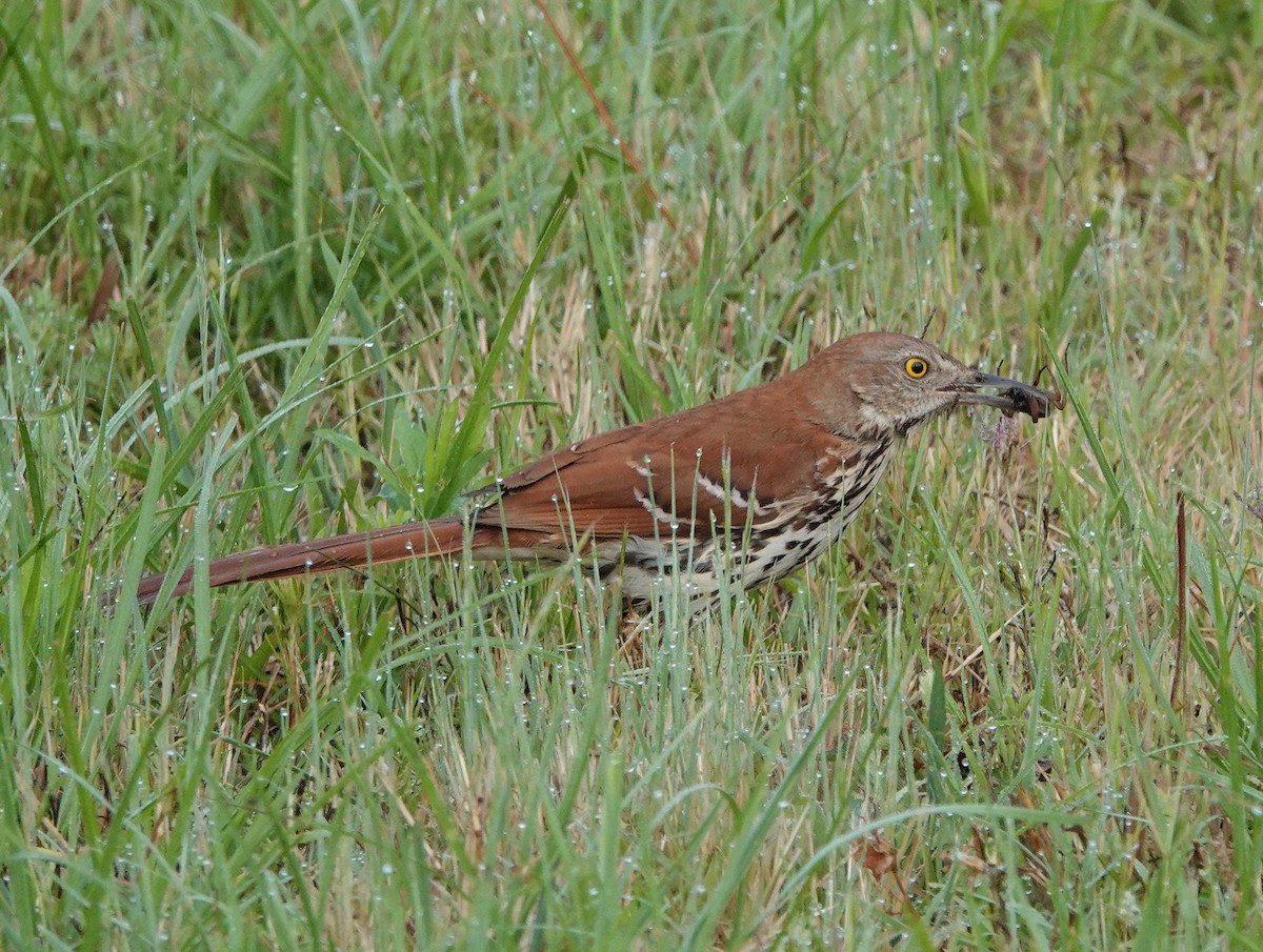 Brown Thrasher - Mark Goodwin