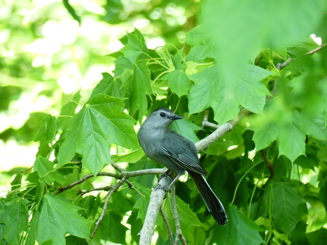 Gray Catbird - ML345648521