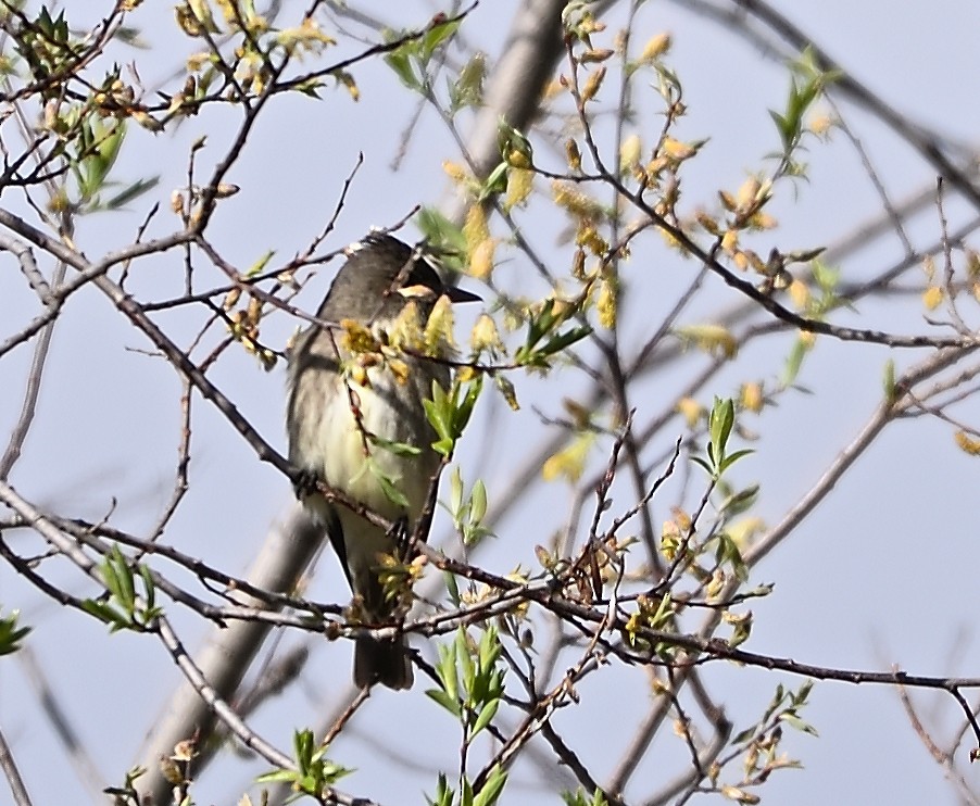 Olive-sided Flycatcher - brian bishop