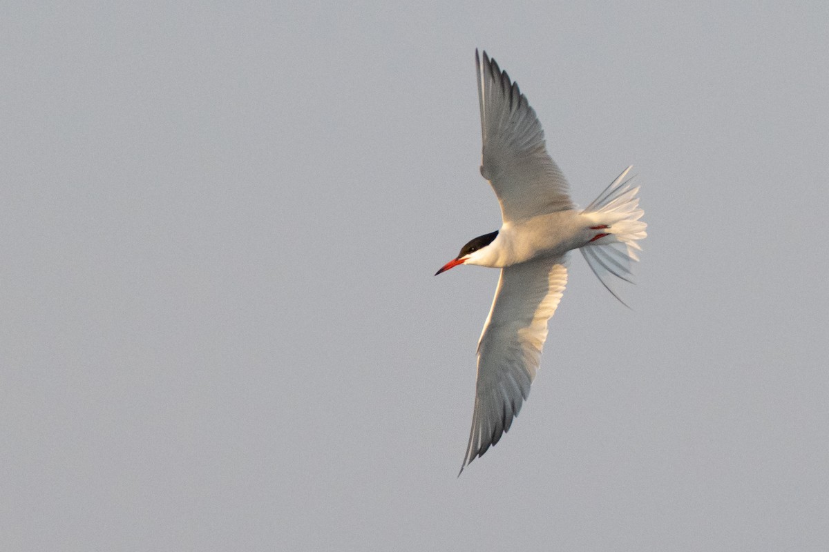 Common Tern - ML345648911