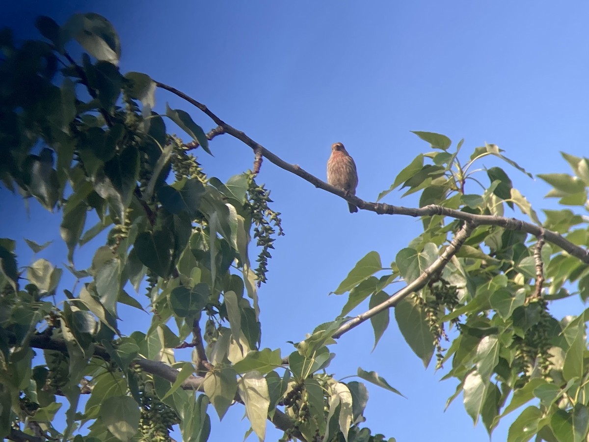 House Finch - ML345649171